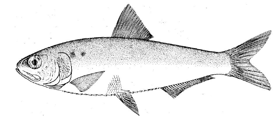 Alosa alosa_01.jpg